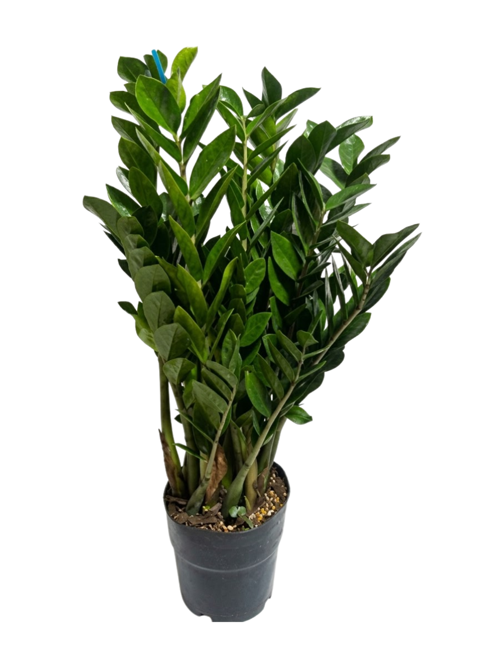 Замиокулькас Pointed Leaf д. 25