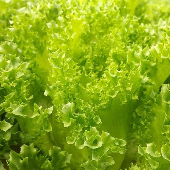 Лалик семена салата айсберг (Rijk Zwaan / ALEXAGRO) культура – фото 3