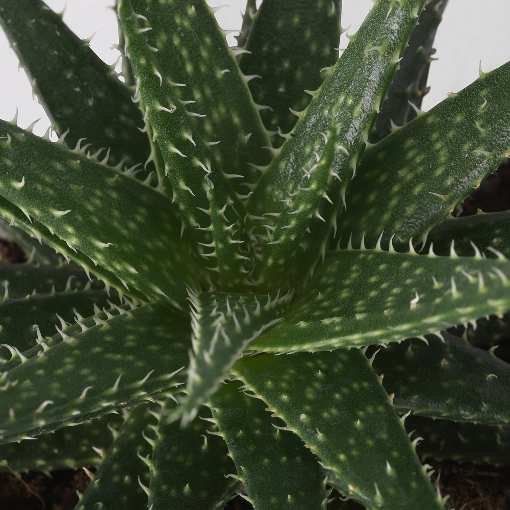 IKEA SUCCULENT  (ИКЕА СУССУЛЕНТ)  -  Растение в горшке - разные/Суккулент 9 см