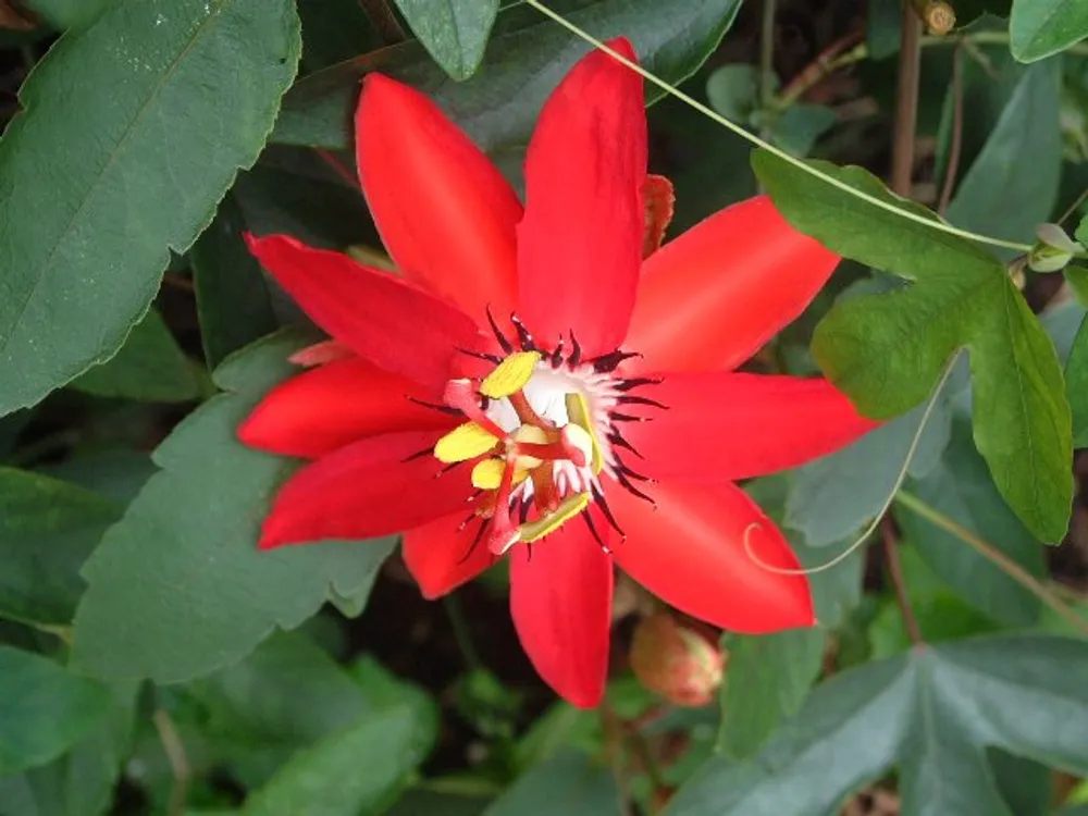 Passiflora Vitifolia (Пассифлора Виноградолистная)