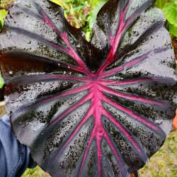 Колоказия Розовый кратер Calder pink семена 5 штук