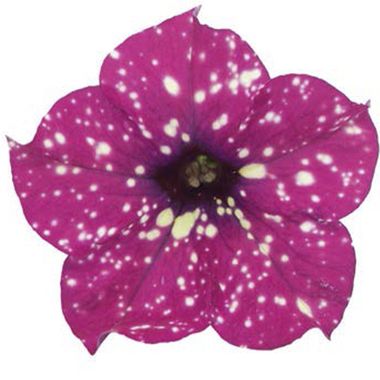 32337 Петуния STARTUNIA MAGENTA (Весна 2026)