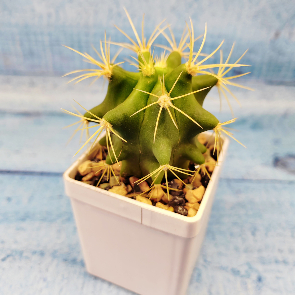 Ferocactus glaucescens (Ферокактус)