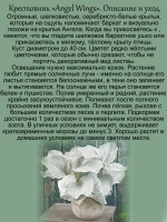 Крестовник Крылья Ангела