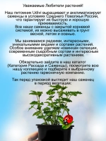 Княженика Аура княжья ягода