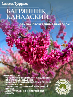 Багрянник, Церцис, Канадский, семена 20 шт.