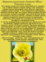 Морозник Анемон Еллоу восточный желтый