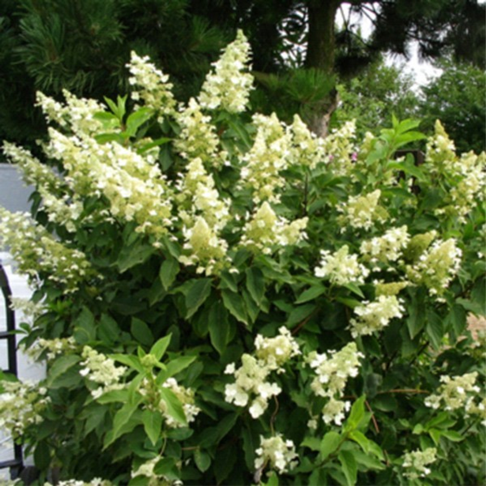 Гортензия метельчатая Юник C26 60-80