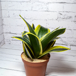 Sansevieria Hahnii Jade Marginata (Сансевиерия)