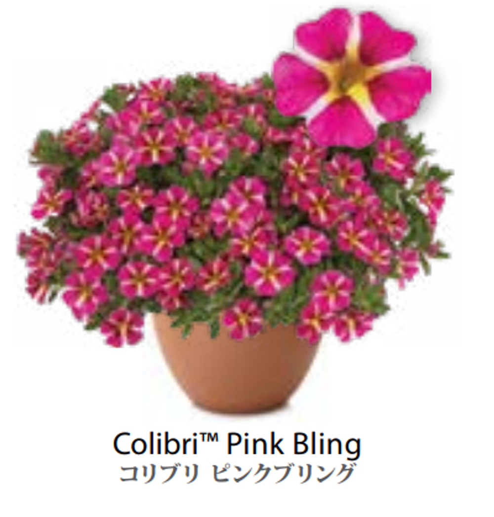 ЕВРО Калибрахоа COLIBRI Pink Bling укоренный черенок начало января поставка 9