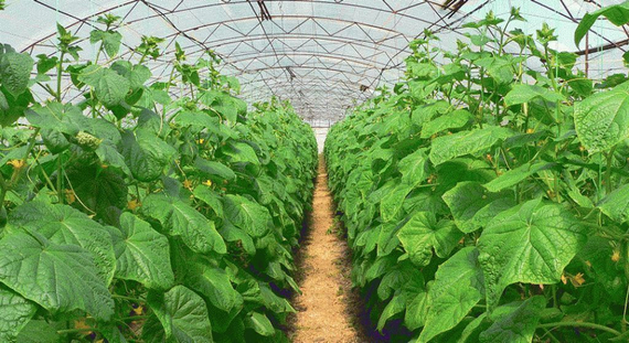 Маша F1 семена огурца партенокарпического (Seminis / ALEXAGRO) культура – фото 7