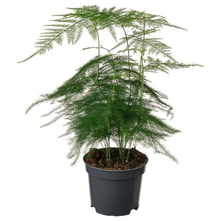 IKEA ASPARAGUS SETACEUS  (ИКЕА АСПАРАГУС СЕТАСЕУС)  -  Растение в горшке - Аспарагус 9 см