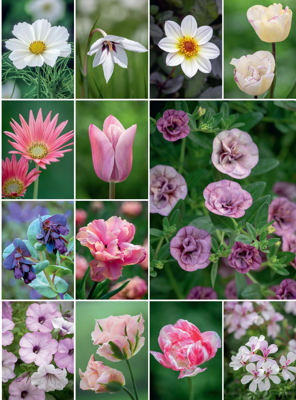 A Year Full of Pots: Container Flowers for All Seasons