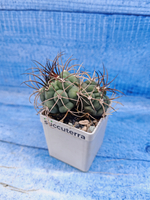 Gymnocalycium Saglionis 2 head (Гимнокалициум Сальо)