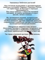 Гейхера Миднайт Роуз Полуночная Роза