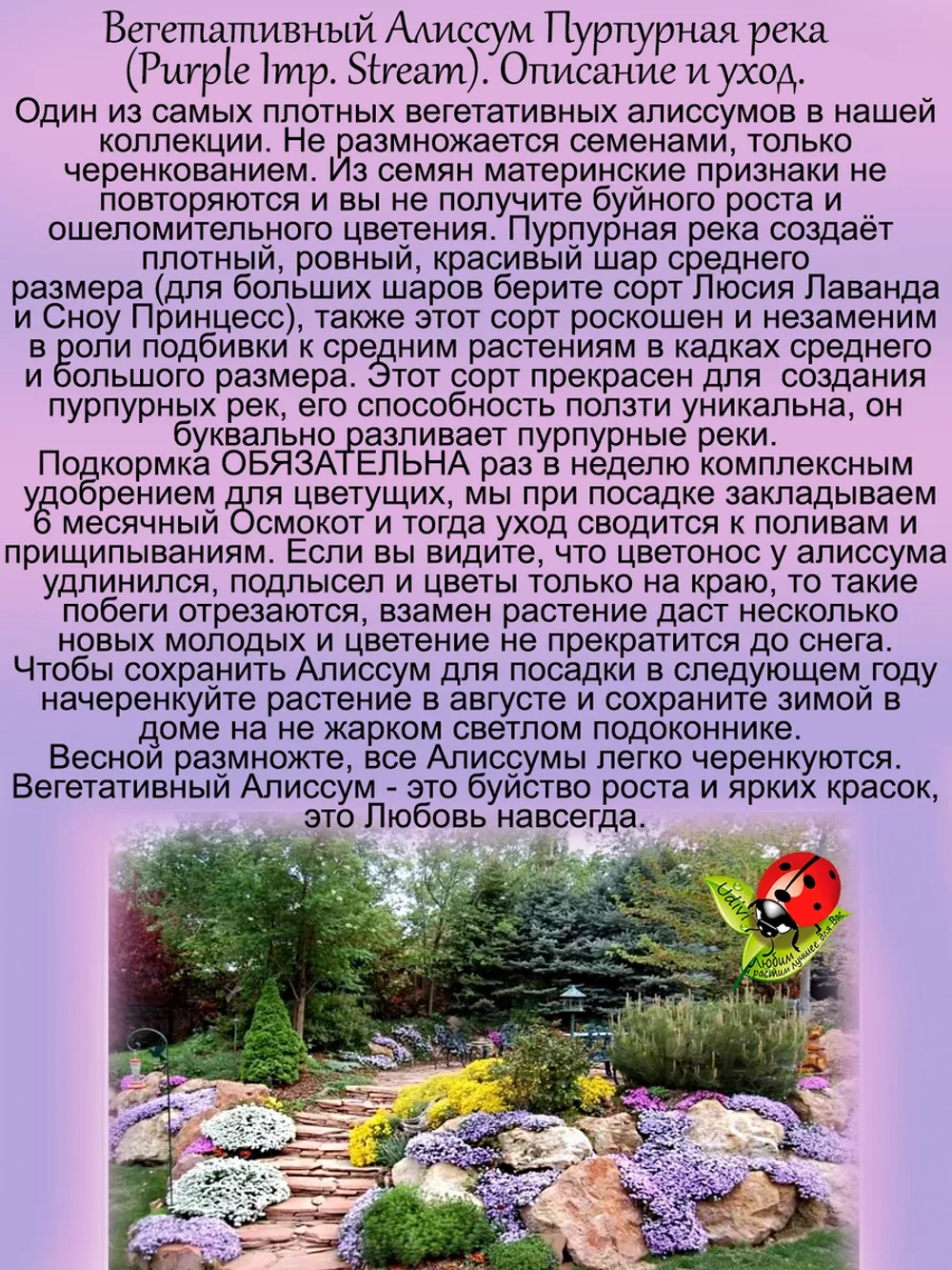 Алиссум вегетативный Пурпурная река