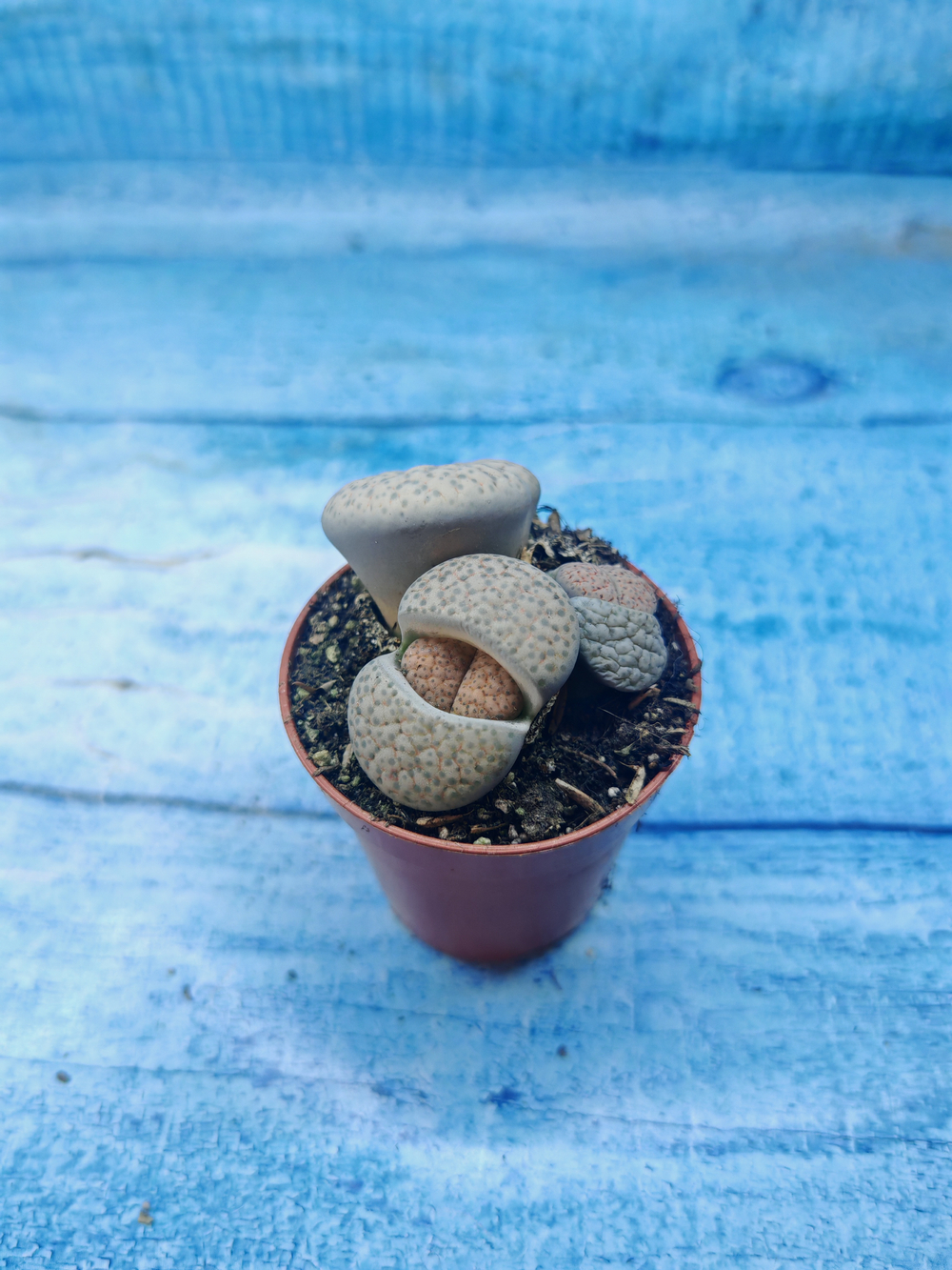 Lithops sp. (Литопсы)