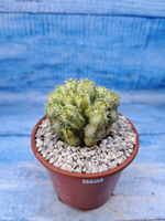 Euphorbia Pseudoglobosa variagate (Эуфорбия)