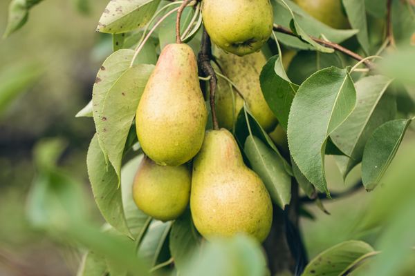 Купить саженцы груши в Иркутске Купить саженцы груши в Иркутске