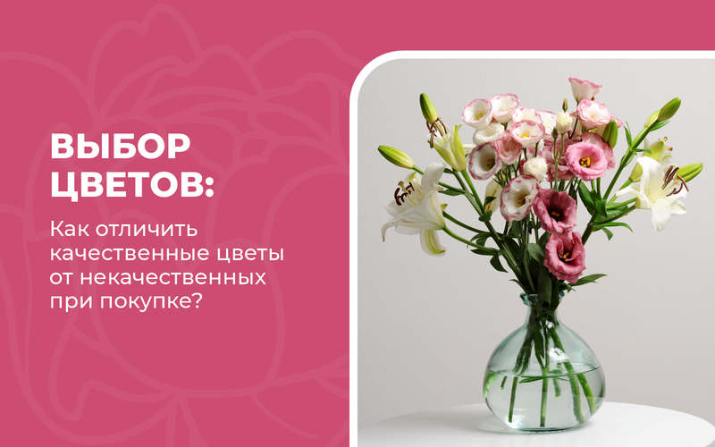 Как отличить качественные срезанные цветы от некачественных при покупке Как отличить качественные срезанные цветы от некачественных при покупке
