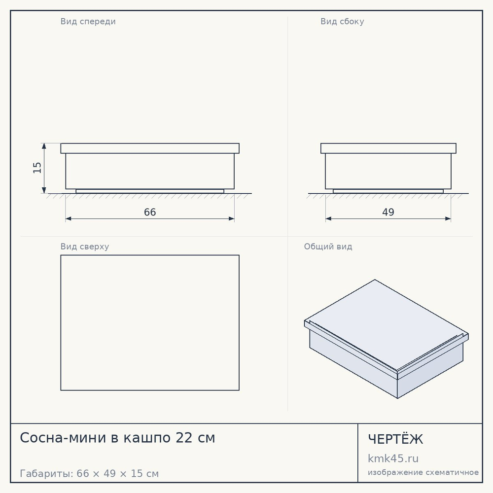 Сосна-мини в кашпо 22 см — от 2 600 ₽
