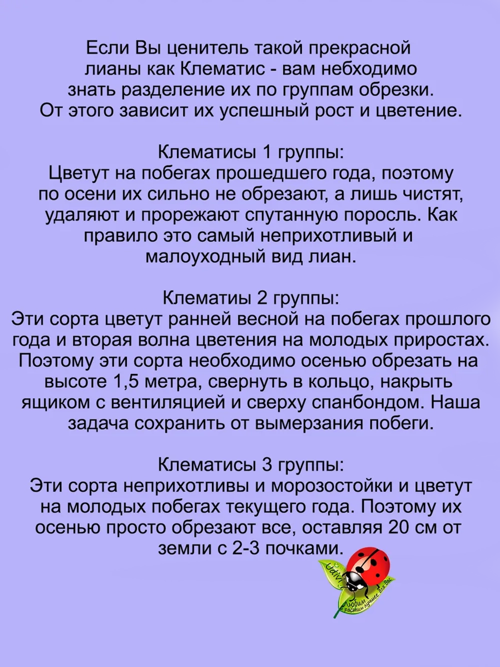 Клематис Пурпуреа Плена Элеганс махровый неукрывной