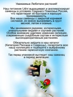 Лофос Белоснежный ампельная глоксиния