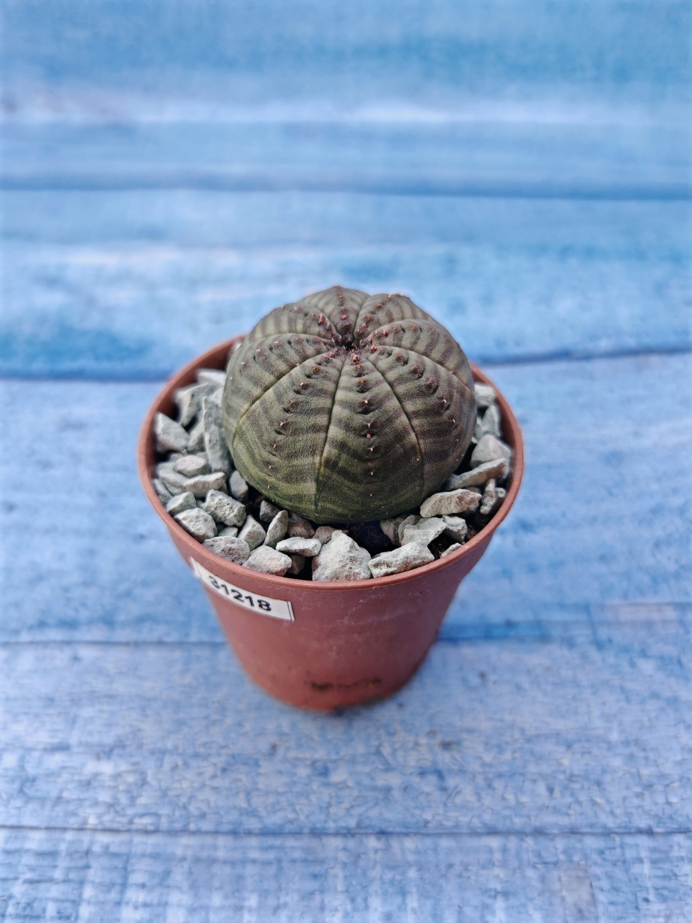 Суккулент Euphorbia Obesa (Эуфорбия)