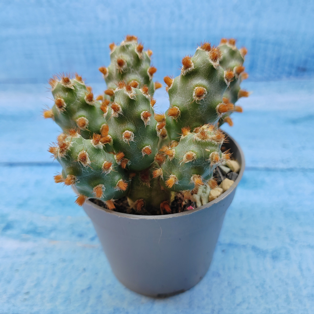 Tephrocactus Molinensis Red Glochids (Тефрокактус)