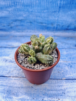 Euphorbia Pseudoglobosa variagate (Эуфорбия)