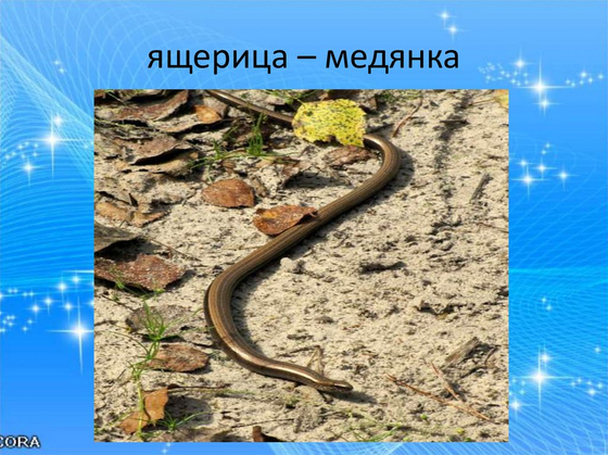 Влажный препарат "Ящерица"