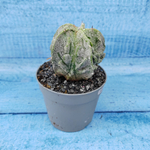 Astrophytum Myriostigma cv. Fukuryu (Астрофитум)