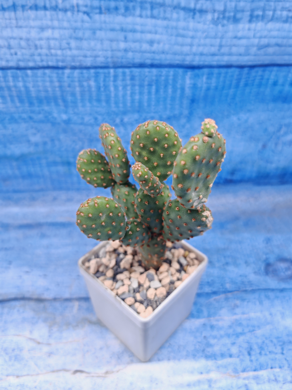 Opuntia Microdasys Rufida (Опунция)