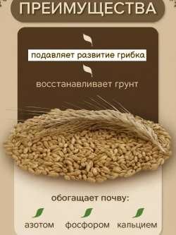 Сидерат Рожь 5 кг
