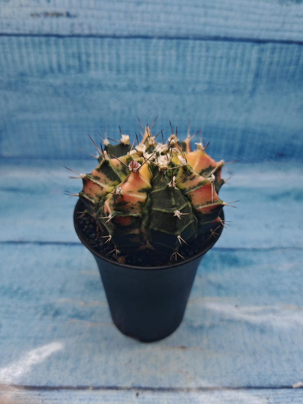 Gymnocalycium Variegata (Гимнокалициум Вариегатный)