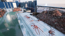 Fishing: Barents Sea - King Crab (Misc Games) (для ПК, цифровой код доступа)