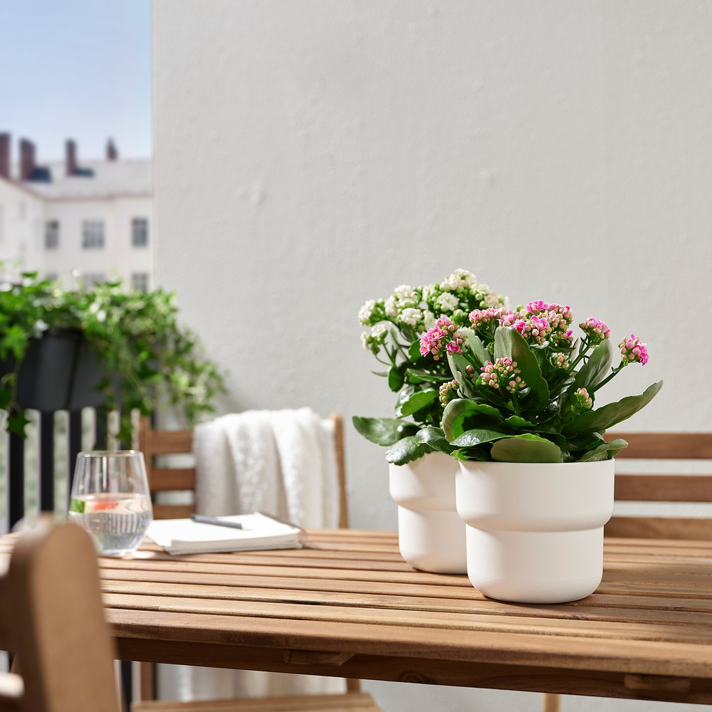 IKEA KALANCHOE  (ИКЕА КАЛАНСХОЕ)  -  Растение в горшке - Каланхоэ разные цвета 10,5 см
