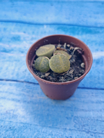 Lithops sp. (Литопсы)