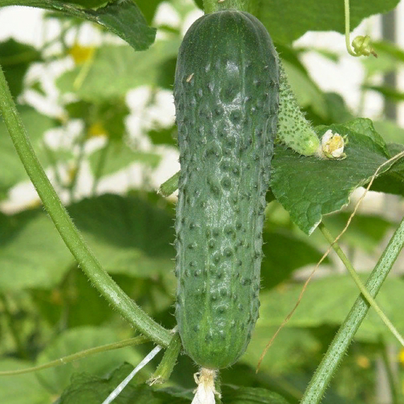 Маринда F1 семена огурца партенокарпического (Seminis / ALEXAGRO) культура – фото 2
