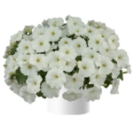 Петуния ампельная White Ray (П12 )