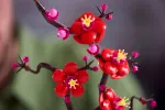 Конструктор LEGO Botanical Collection 10369 Цветок сливы