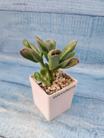 Crassula Ovata Hobbit (Крассула)