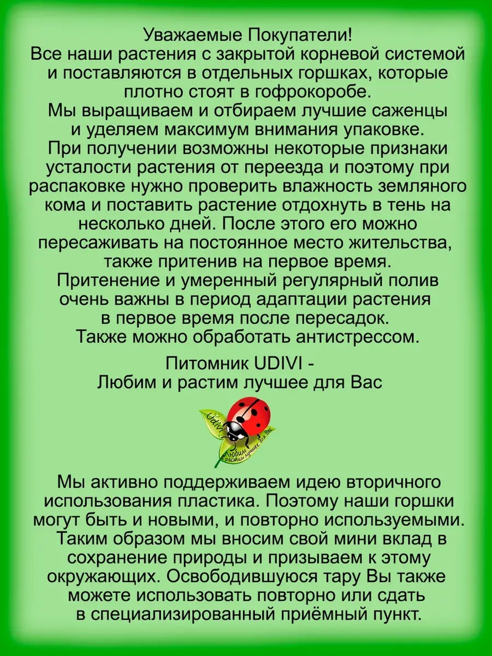 Крестовник Гвозделистный Макси