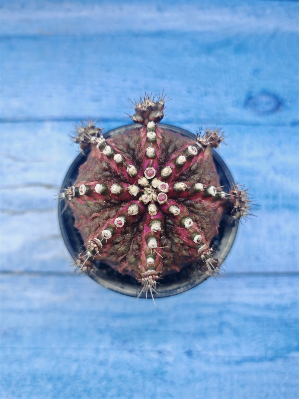 Gymnocalycium T-Rex Pink hybrid (Гимнокалициум)