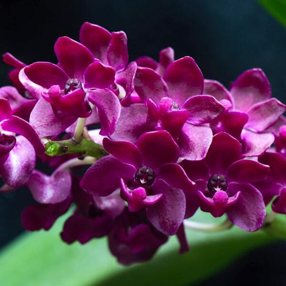 Орхидея RHYNCOSTYLIS GIGANTEA микс
