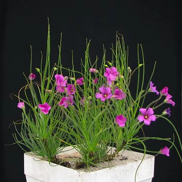 Byblis lamellata (Библис)