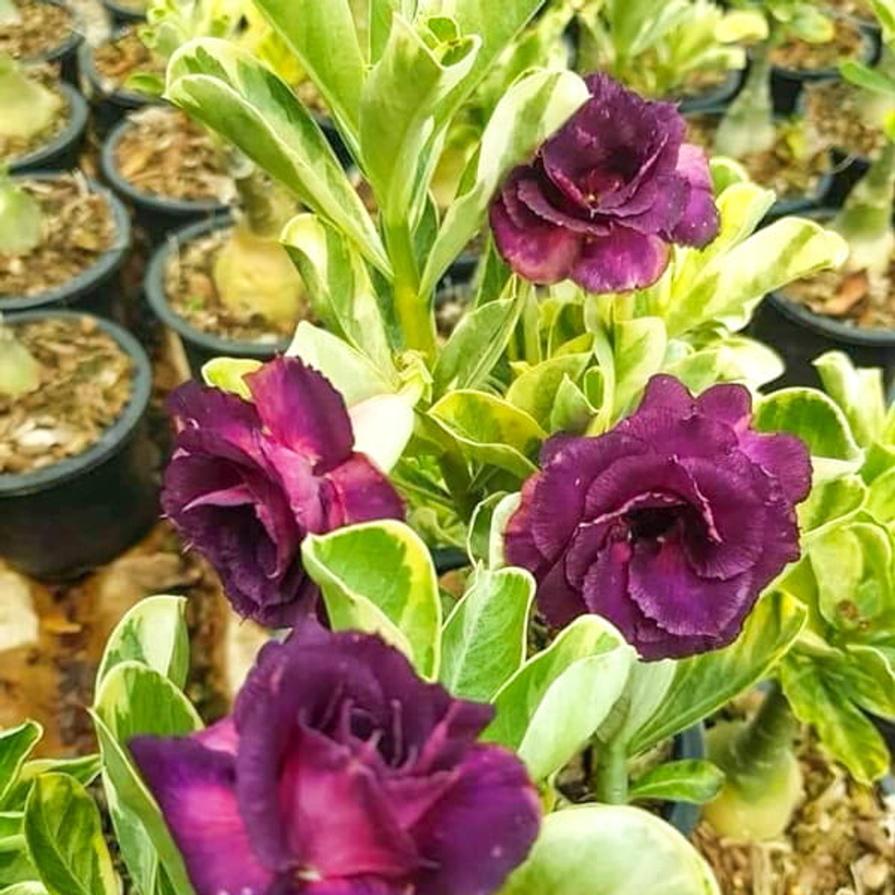 Адениум вариегатный WONDERFUL PURPLE VAR (W46)