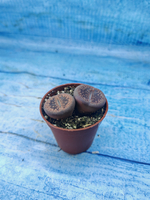 Lithops sp. (Литопсы)