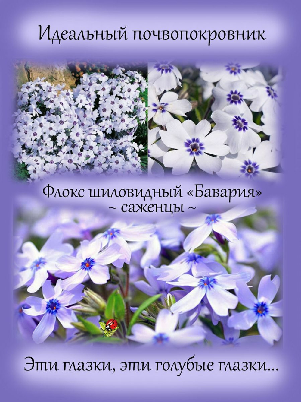 Флокс шиловидный Бавария почвопокровный