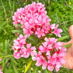 Олеандр ярко-розовый – Nerium pink (A)